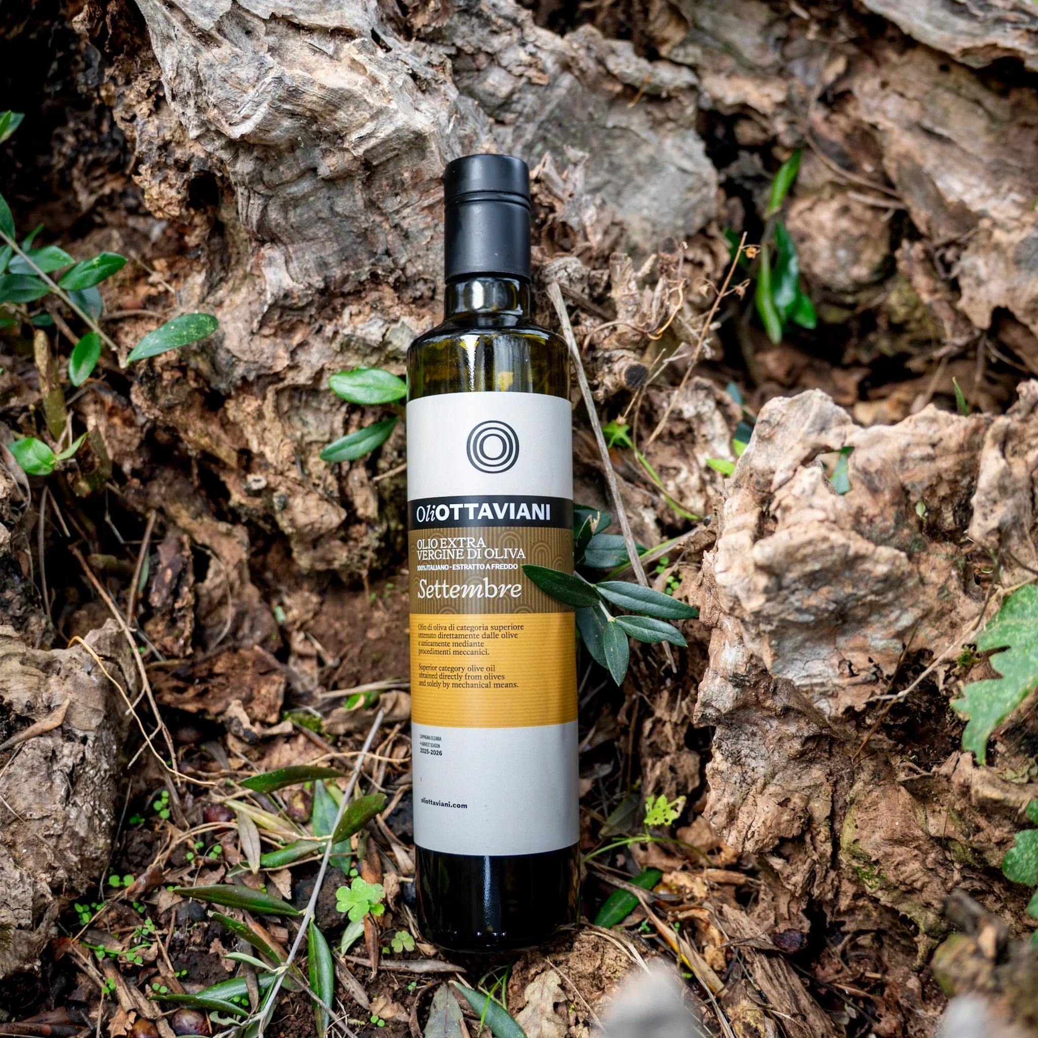 Olio EVO – Preordine Novello 2026/2027