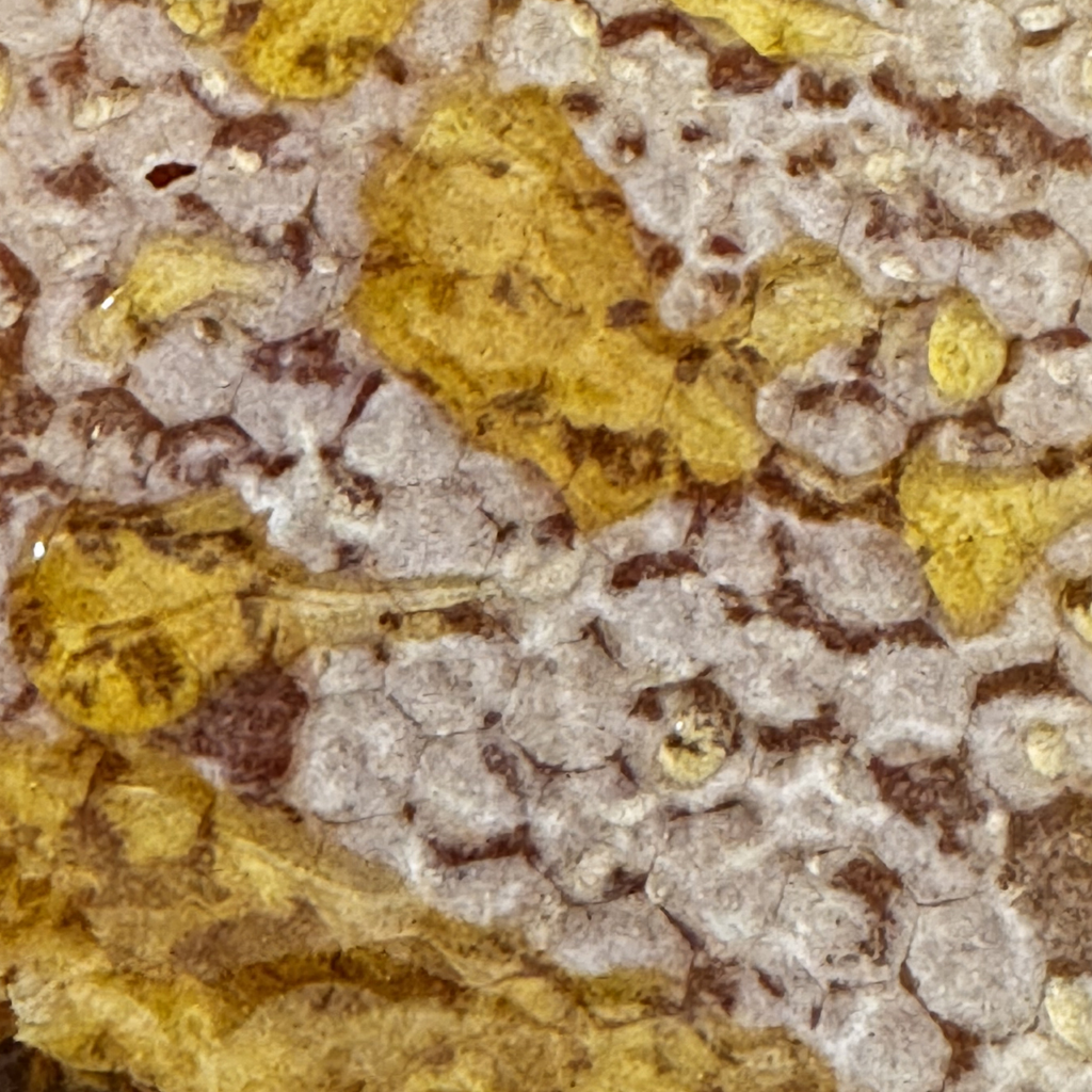 Miele Millefiori Biologico in Favo (200g)