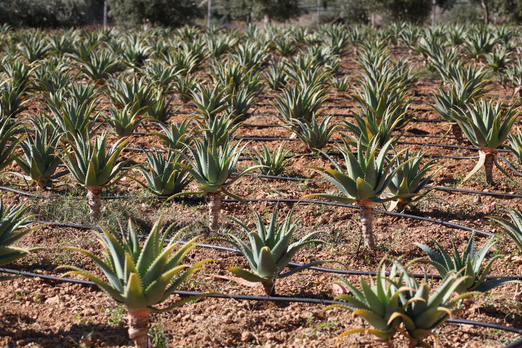 Aloe Arborescens e Miele Padre Zago | SINERGIA 2 | 500ml - Senza Alcool