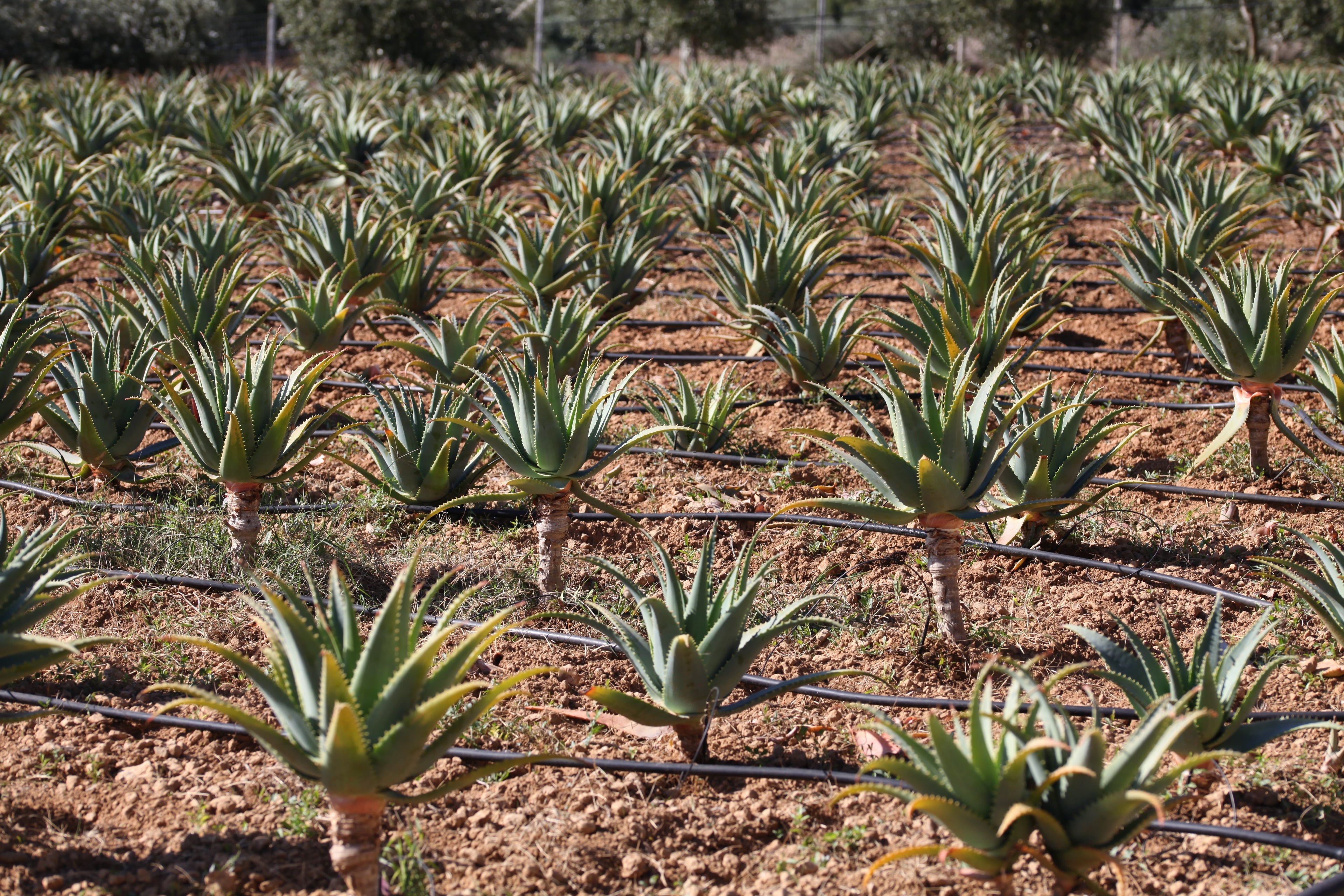 Aloe Arborescens e Miele Padre Zago | SINERGIA 2 | 500ml - Senza Alcool